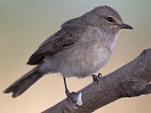 African Grey Flycatcher