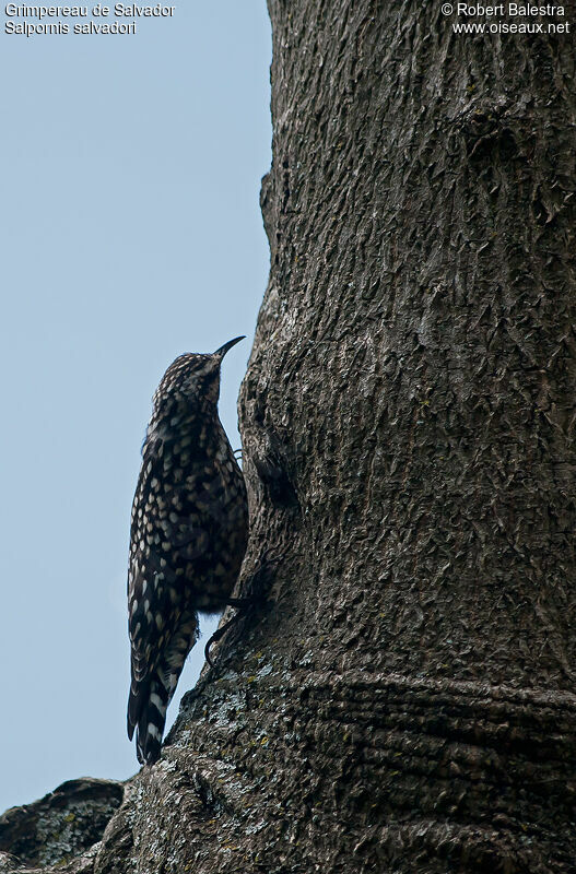 African Spotted Creeper