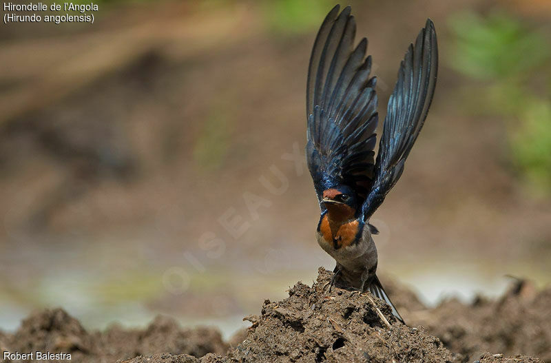 Angolan Swallow