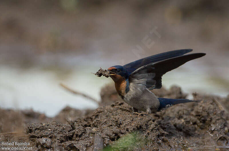 Angola Swallow, Reproduction-nesting