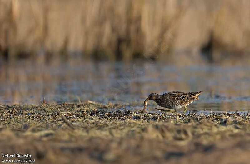Spotted Crake, eats