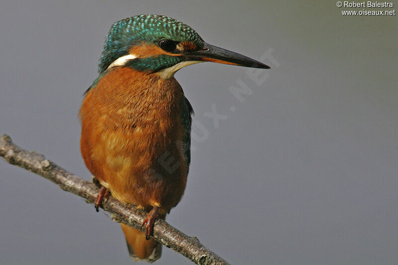 Common Kingfisher female adult