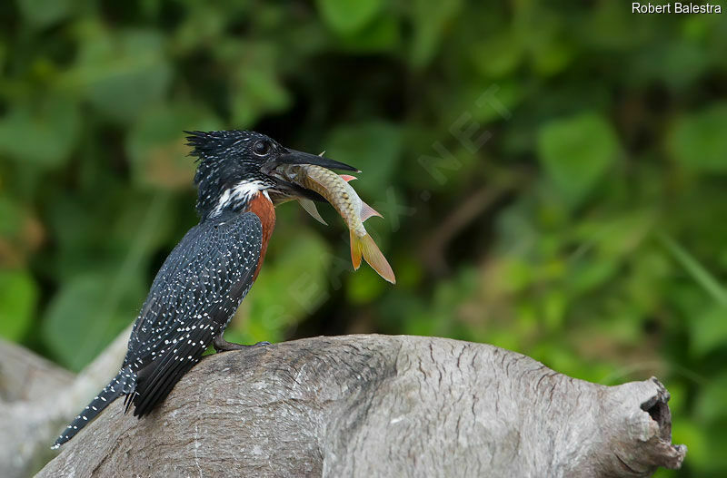 Giant Kingfisher male adult, fishing/hunting