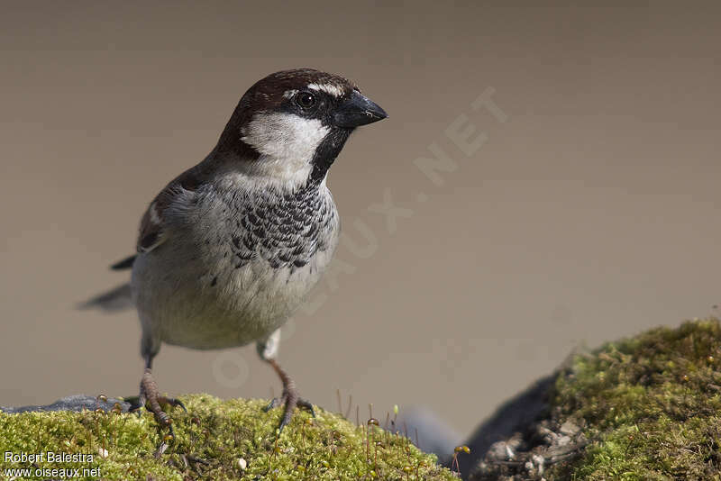 Italian Sparrow male adult, close-up portrait