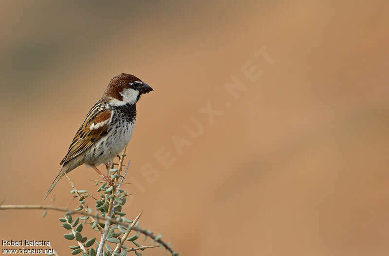 Spanish Sparrow male adult post breeding, identification