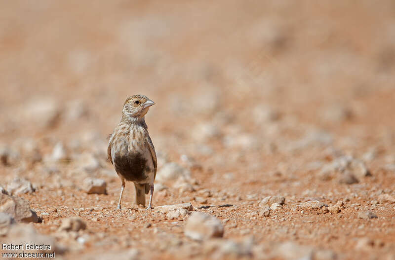 Grey-backed Sparrow-Lark female adult, close-up portrait