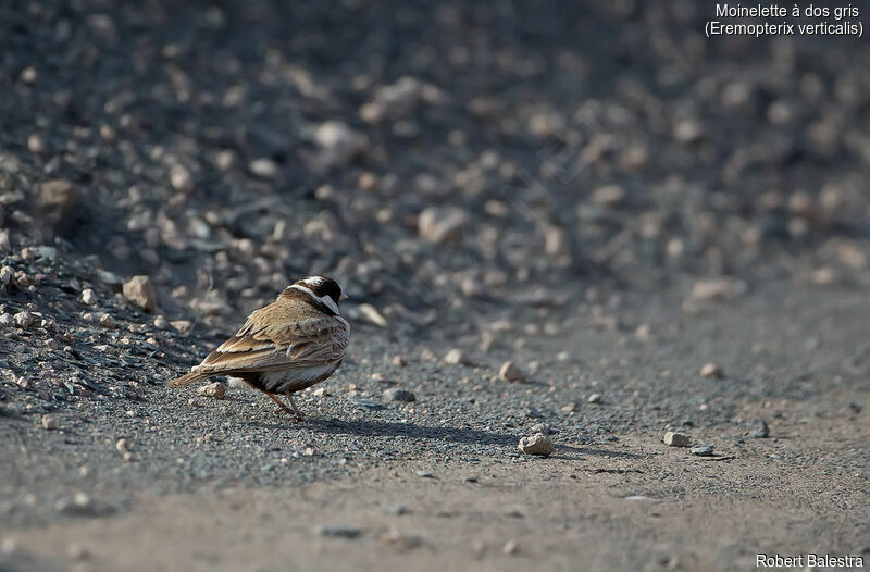 Grey-backed Sparrow-Lark male