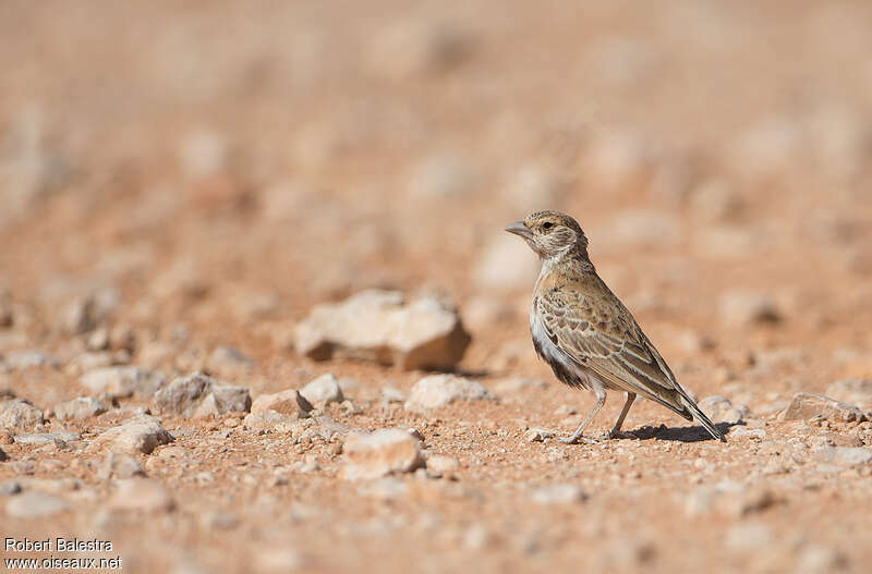 Grey-backed Sparrow-Lark female adult, identification