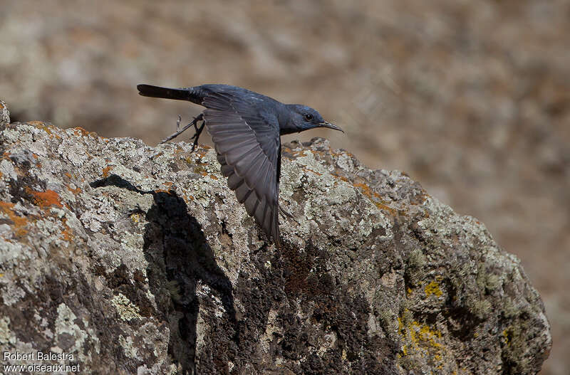 Blue Rock Thrush male adult, Flight