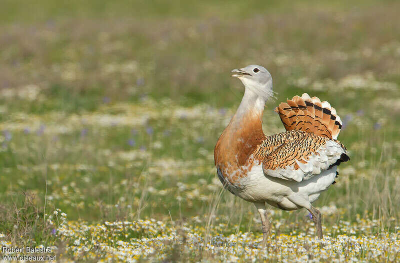 Great Bustard male adult breeding, courting display