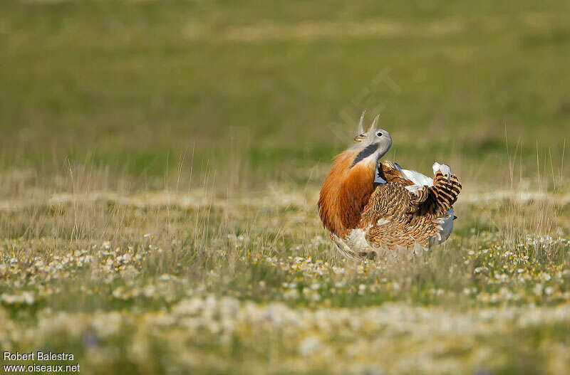 Great Bustard male adult, pigmentation, courting display