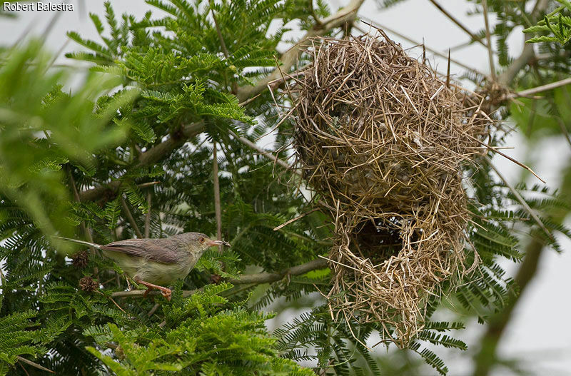 Buff-bellied Warbler, Reproduction-nesting