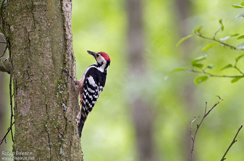 White-backed Woodpecker male adult breeding, identification, Reproduction-nesting