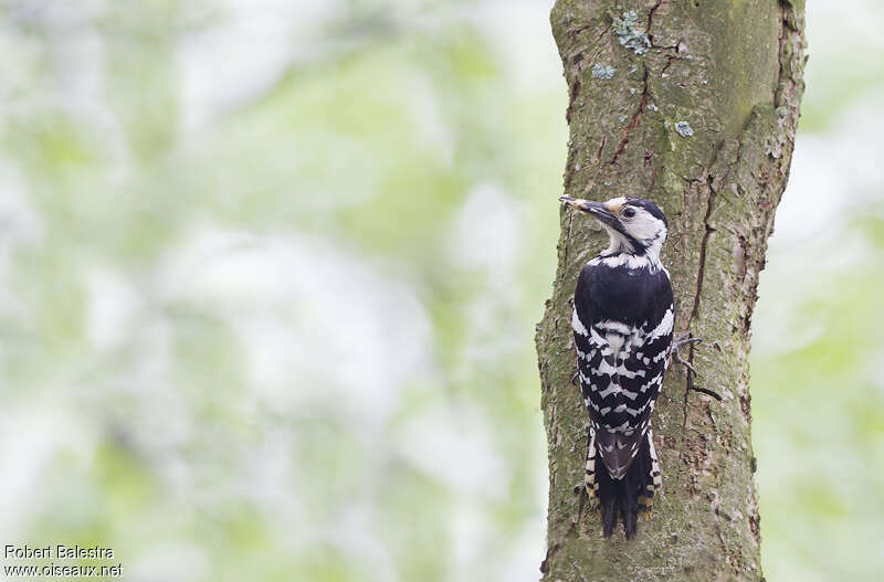 White-backed Woodpecker female adult breeding, pigmentation