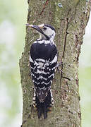 White-backed Woodpecker