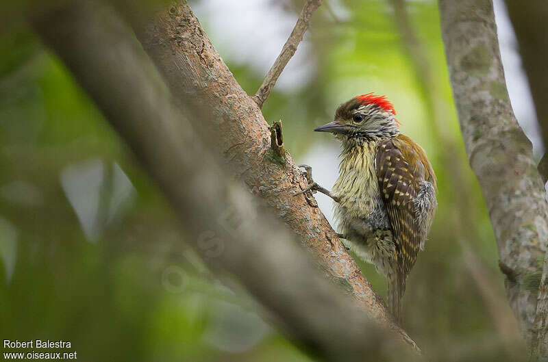 Cardinal Woodpecker male adult