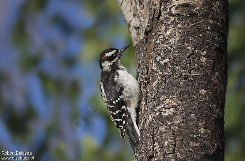Hairy Woodpecker male adult, identification