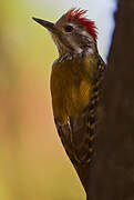 Abyssinian Woodpecker