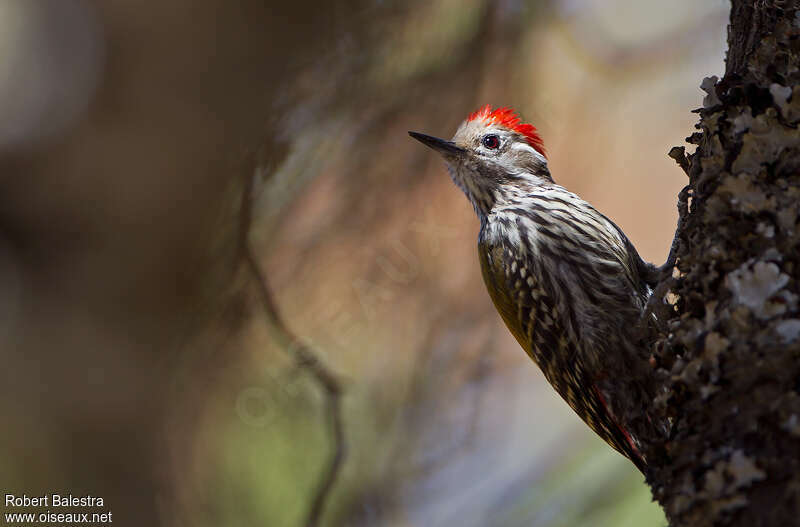Abyssinian Woodpecker male adult