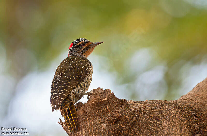 Nubian Woodpecker female adult, identification