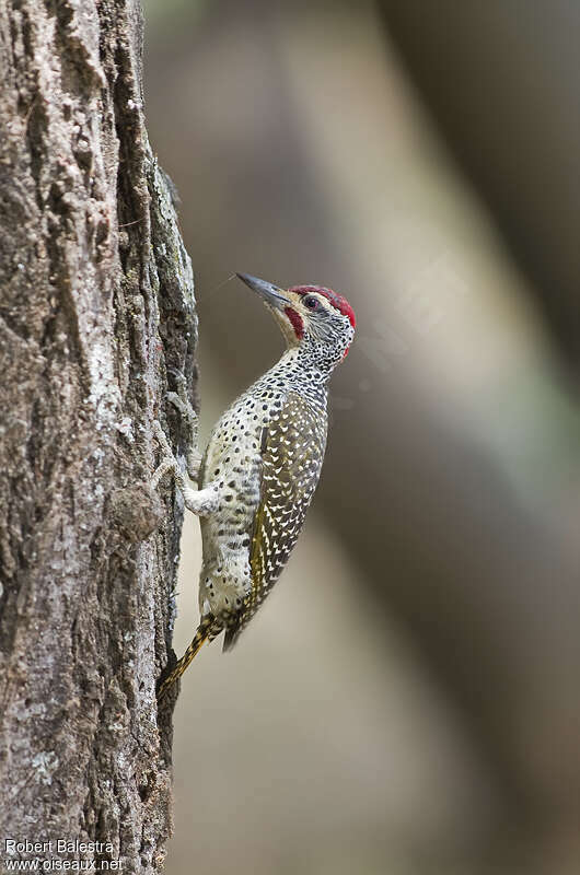 Nubian Woodpecker male, identification