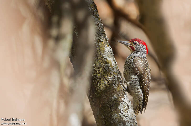 Nubian Woodpecker male adult, identification
