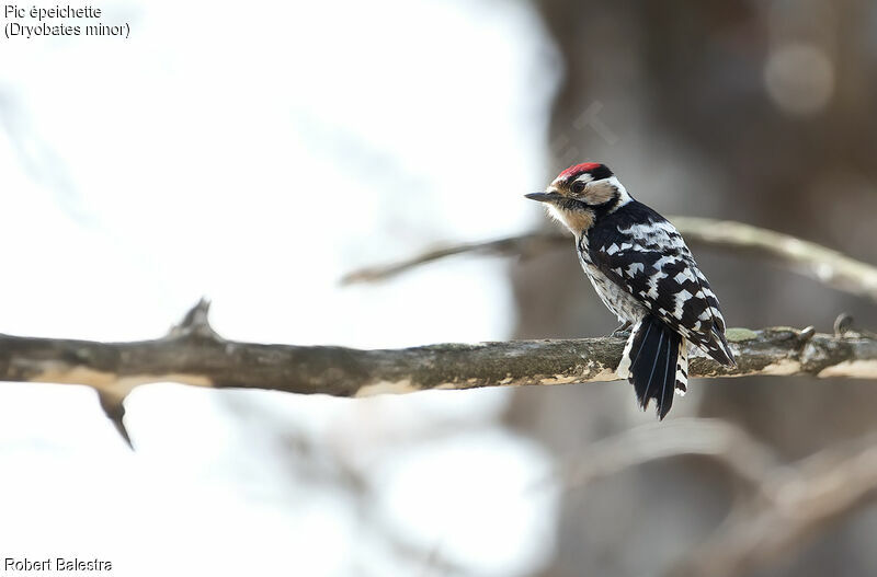 Lesser Spotted Woodpecker male