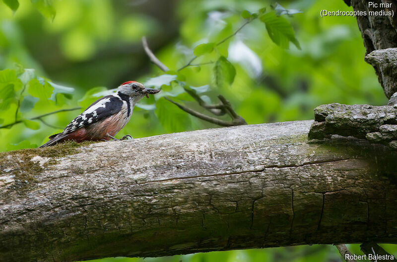 Middle Spotted Woodpecker male