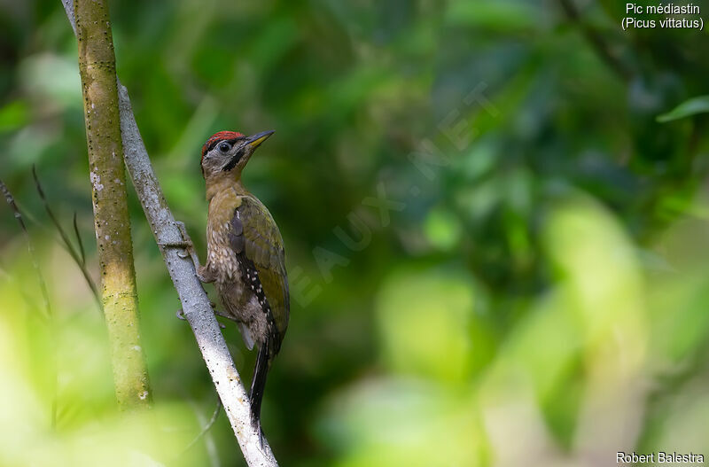 Laced Woodpecker male