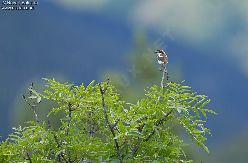 Woodchat Shrike male adult