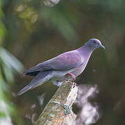 Pale-vented Pigeon