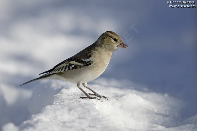 Common Chaffinch female adult