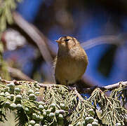 Brown Woodland Warbler