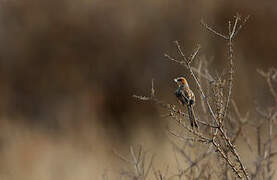 Rufous-eared Warbler