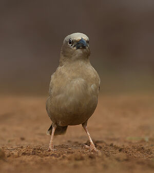 Grey-capped Social Weaver