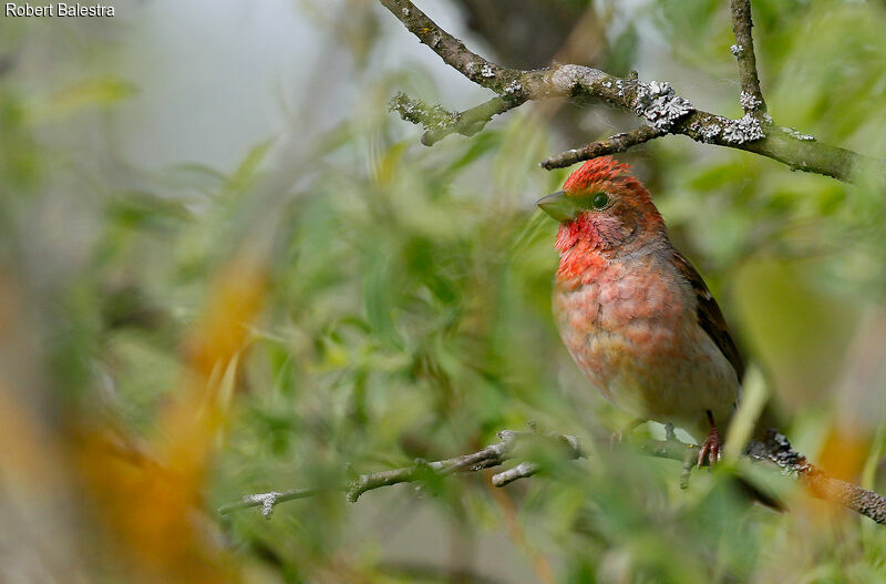 Common Rosefinch male, song