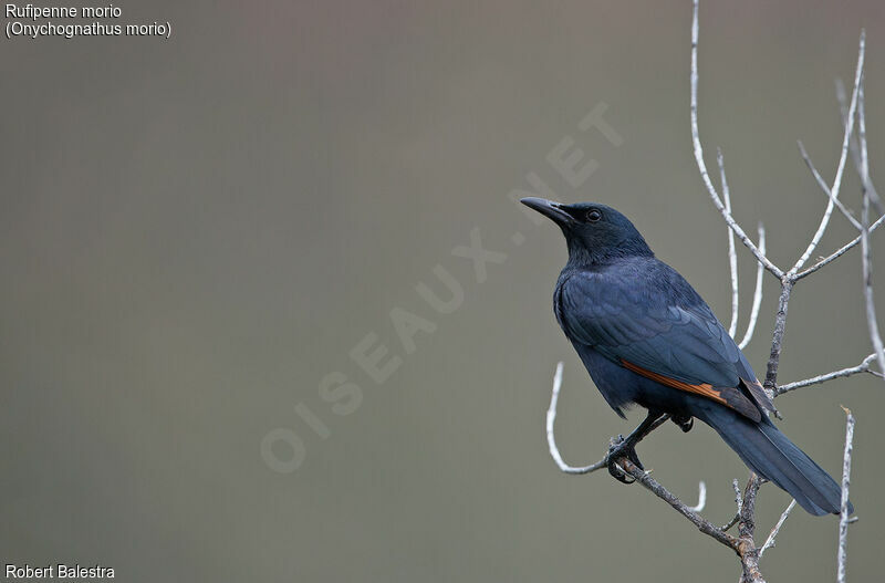 Red-winged Starling male
