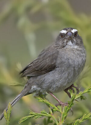 Serin � trois raies