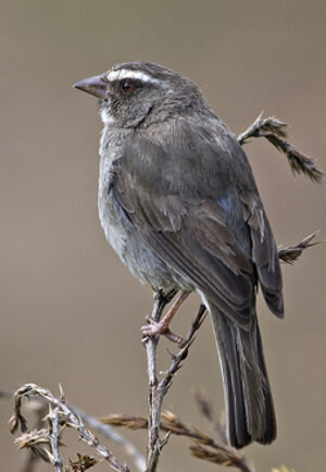 Serin � trois raies