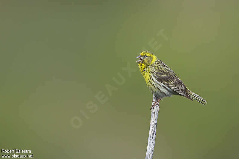 European Serin male adult, song