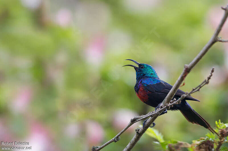 Red-chested Sunbird male adult breeding, pigmentation, song