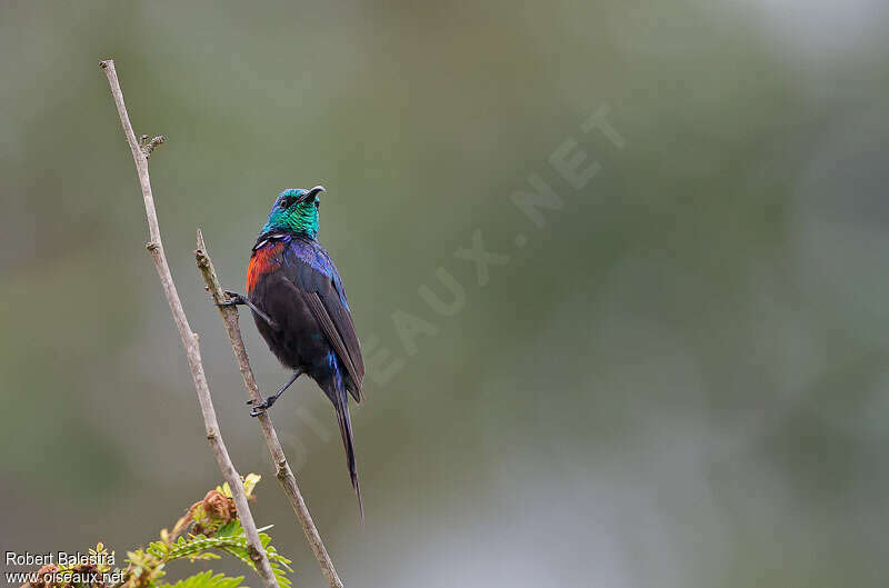 Red-chested Sunbird male adult, pigmentation, Behaviour