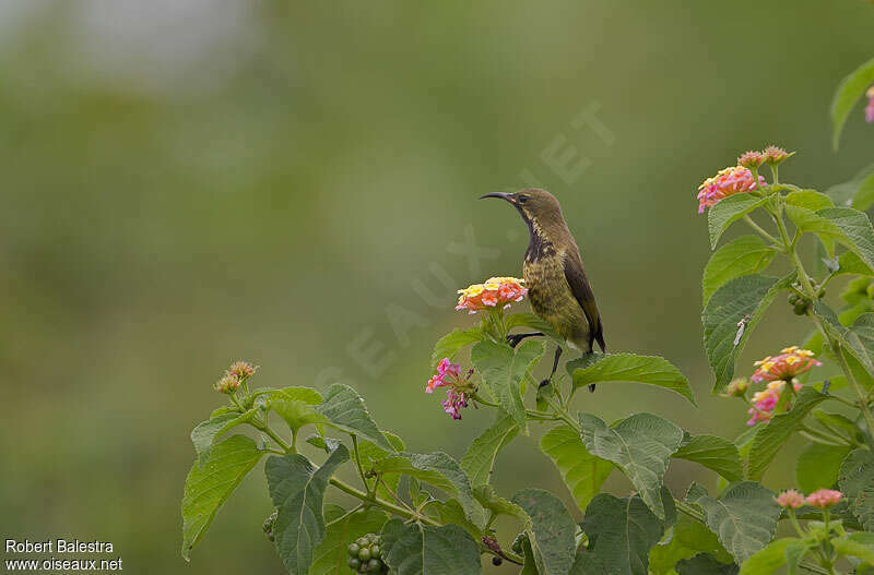 Red-chested Sunbird male immature, identification