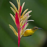 Garden Sunbird