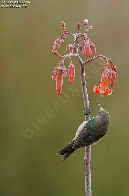 Southern Double-collared Sunbird male adult post breeding