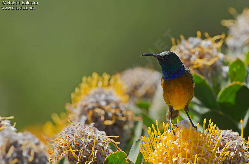Orange-breasted Sunbird male adult breeding