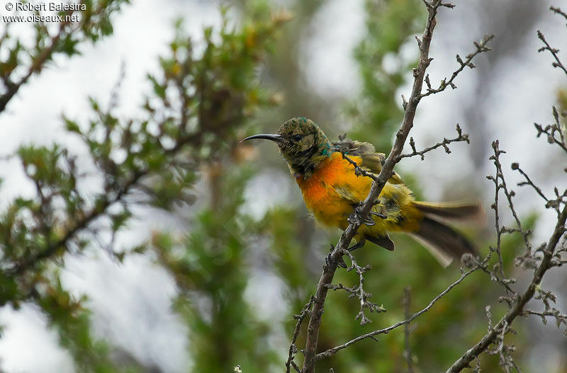 Orange-breasted Sunbird male adult post breeding
