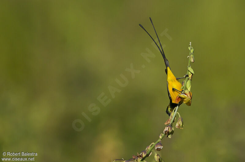 Pygmy Sunbird male adult