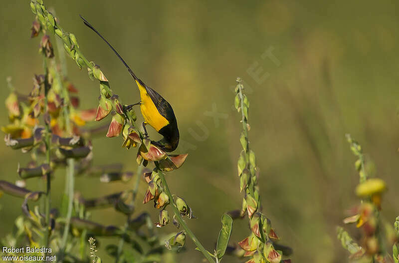 Pygmy Sunbird male adult, feeding habits