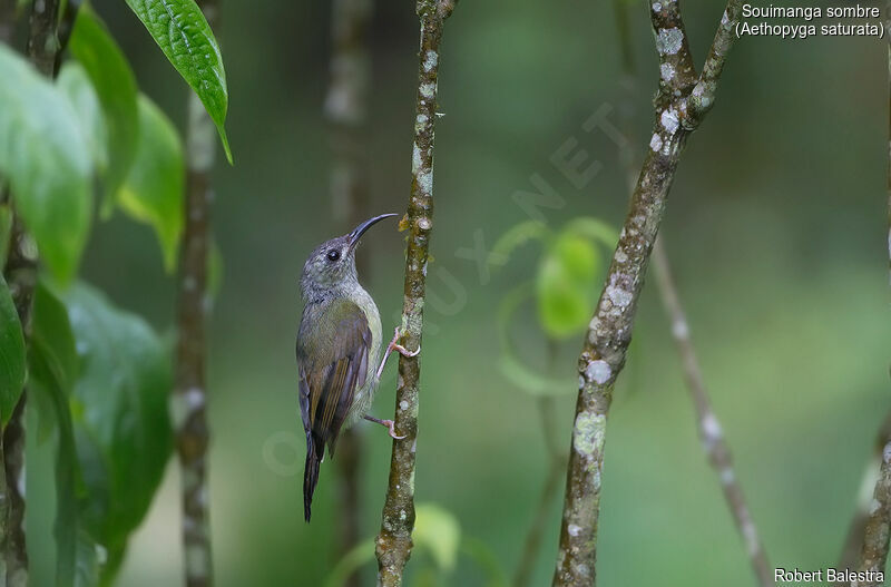 Black-throated Sunbird female